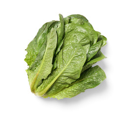 Fresh cabbage on white background