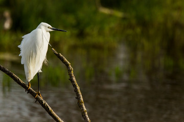 Little egret in Aiguamolls de l'Empordà Nature Reserve, Girona, Spain