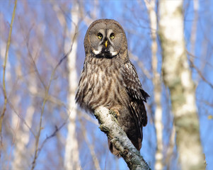Great Grey Owl posing on a birch trunk in winter with blue sky 