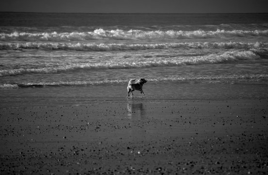Black and White