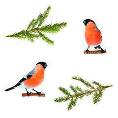 set of Christmas bird photos two bullfinches and a branch of green spruce on white isolated...
