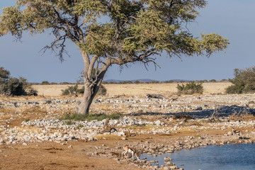 Springbok ( Antidorcas Marsupialis) drinking at a waterhole in a beautiful landscape, Etosha National Park, Namibia.