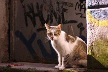 The bicolor street homeless cat with green half closed eyes sits on a concrete surface next to the wall painted with a graffiti