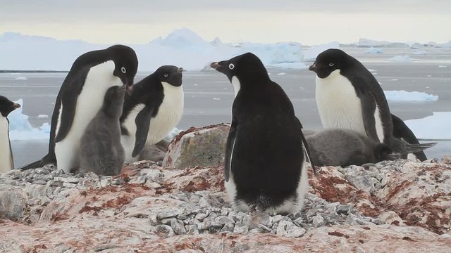 small part of the colony of Adelie penguins that already have chicks on the Antarctic island