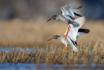 Obraz premium Moment of action landing of couple male and female common redshanks in overgrown waterpond or small lake