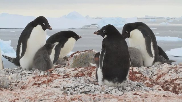 small colony of adelis penguins on a rocky ledge on an antarctic island