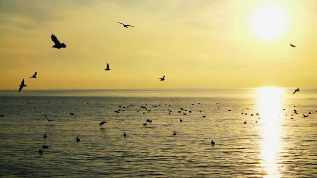 	Seagulls over the sea. Slow motion.