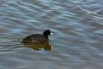 Common coot in Aiguamolls de l'Empordà Nature Park, Girona, Spain