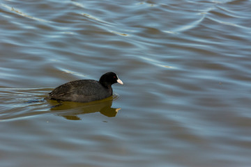 Common coot in Aiguamolls de l'Empordà Nature Park, Girona, Spain