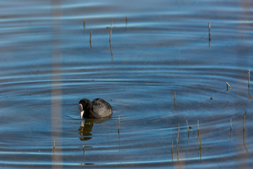 Common coot in Aiguamolls de l'Empordà Nature Park, Girona, Spain