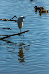 Little egret in Aiguamolls de l'Empordà Nature Reserve, Girona, Spain