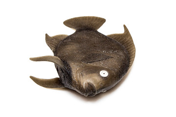 Children's toys on white background