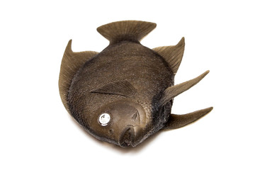 Children's toys on white background