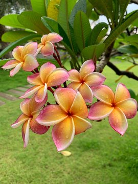 tropical flowers on the beach