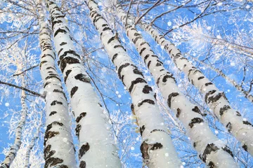 Fotobehang Stammen van prachtige berkenbomen tegen de blauwe lucht. Sneeuwval in berkenbos © Leonid Ikan