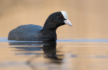 Eurasian Coot floats with curious look in autumn colored waters of clean pond