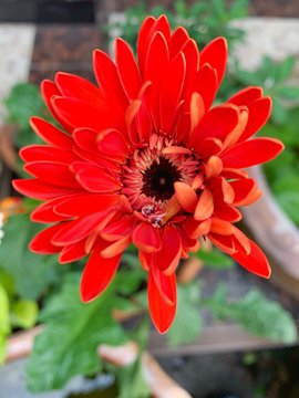 red flower