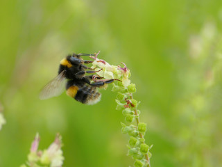Banded White Tailed Bee