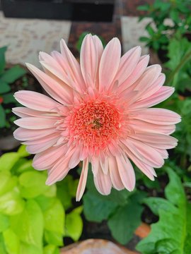 pink flower