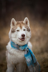 Portrait of gorgeous and free dog breed siberian husky sitting in the blue checkered scarf in the field
