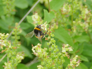 Banded White Tailed Bee 2