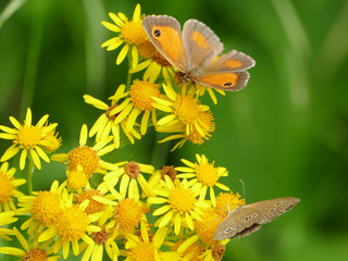 Gatekeeper Butterfly