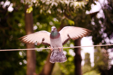 The pigeon sitting on the rope among the trees opened its wings and was about to take off