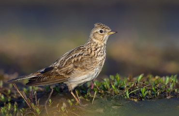 Male Eurasian skylark posing in grass and sand in early spring very close shot