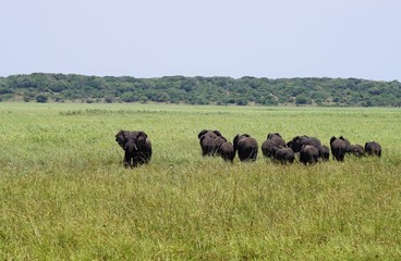 herd of elephants in Maputo Special Reserve Mozambique Africa