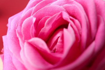 Beautiful pink rose, closeup. Erotic concept
