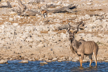 A male greater kudu (Tragelaphus strepsiceros), looking alert and drinking at the water hole, Etosha National Park, Namibia.