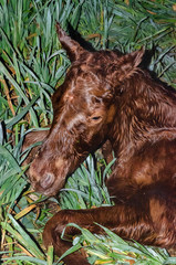 Obraz premium A brown foal just born is lied on the grass in the middle of the night