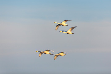 Whooper Swan flying