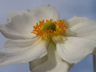 Obraz premium Gros plan sur une fleur d'anémone du japon (Anemone hupehensis) blanche aux étamines jaunes dorées