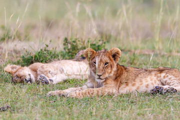 Tired lion cubs on savannah