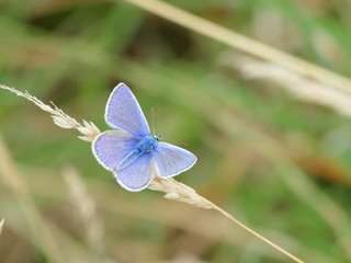 Common Blue Butterfly 2