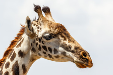 Close up of a giraffe