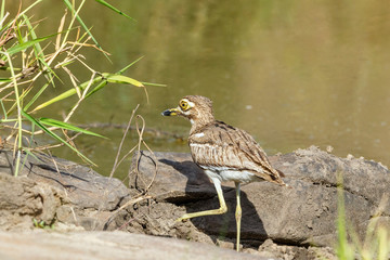 Water thick-knee bird walks on a mudflat by the water
