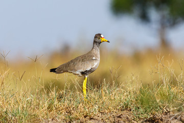 African Wattled lapwing in african wilderness