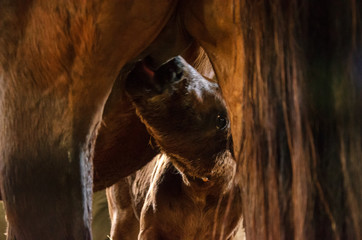 Close up of a young brown just born horse sucking mother tit