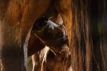 Close up of a young brown just born horse sucking mother tit