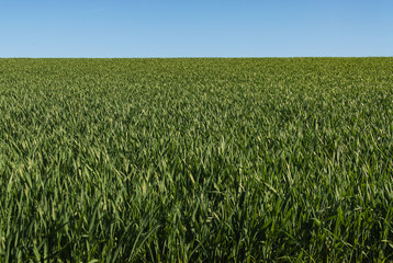 Simple green field