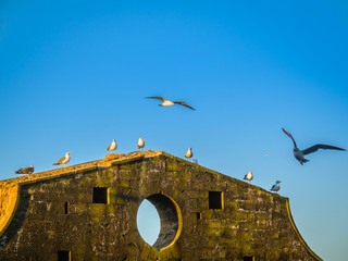Morning in the fishing port of Essaouira