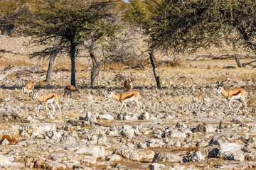 A herd of springbok ( Antidorcas Marsupialis), Etosha National Park, Namibia.