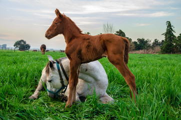 Little just born brown horse standing next to the mother laying down on long green grass during the day with a countryside landscape