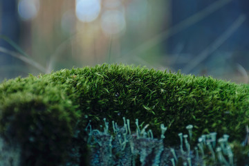 moss and cones in the coniferous forest