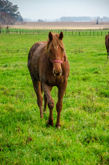 Fototapeta premium Brown horse with dried mud walking in front on a green field in a countryide landscape