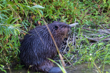 BEAVER