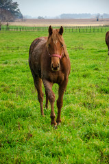 Obraz premium Brown horse with dried mud walking in front on a green field in a countryide landscape