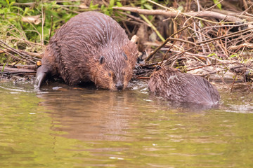 BEAVER